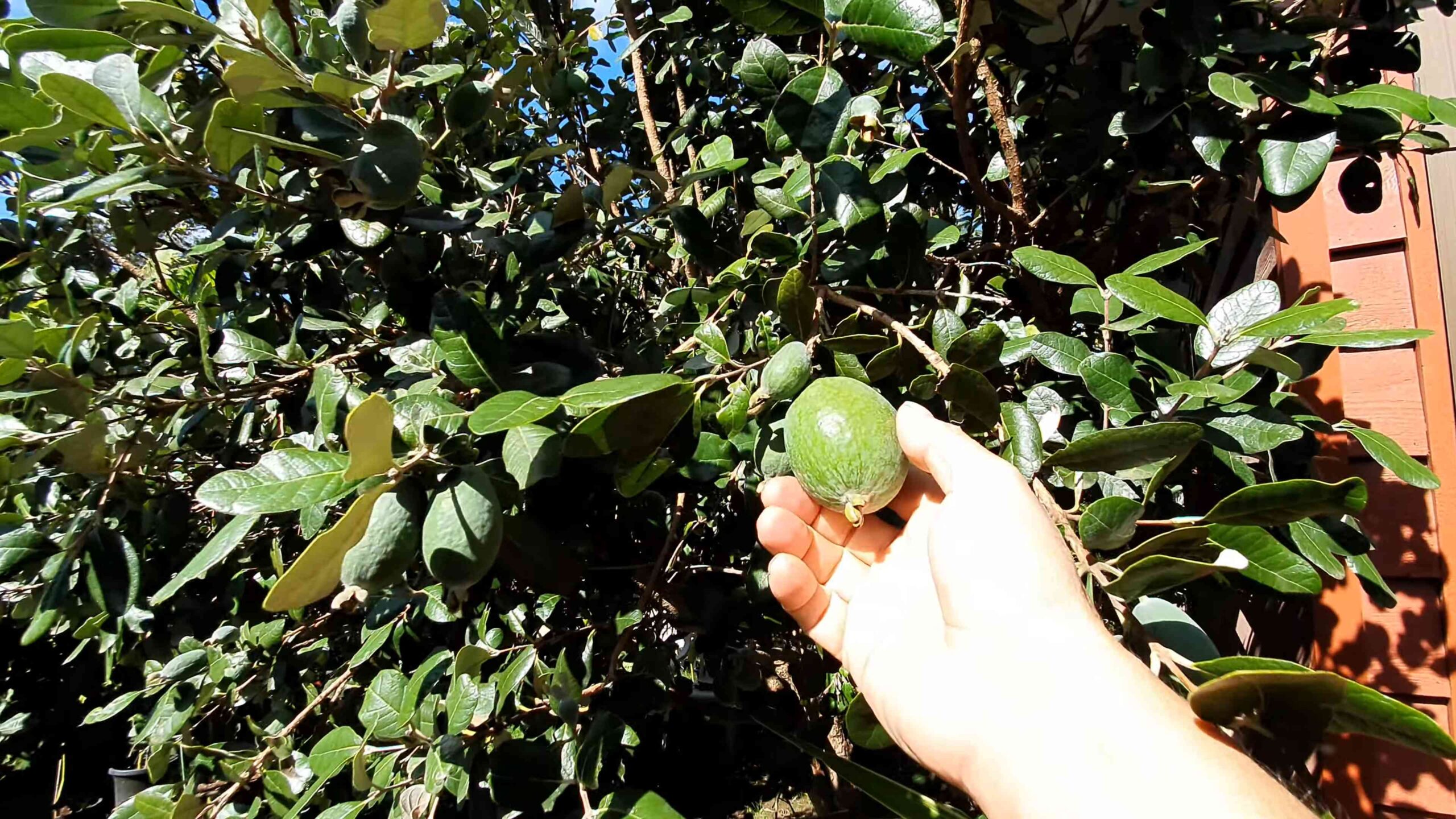 Ananas Guave Anbau Anleitung