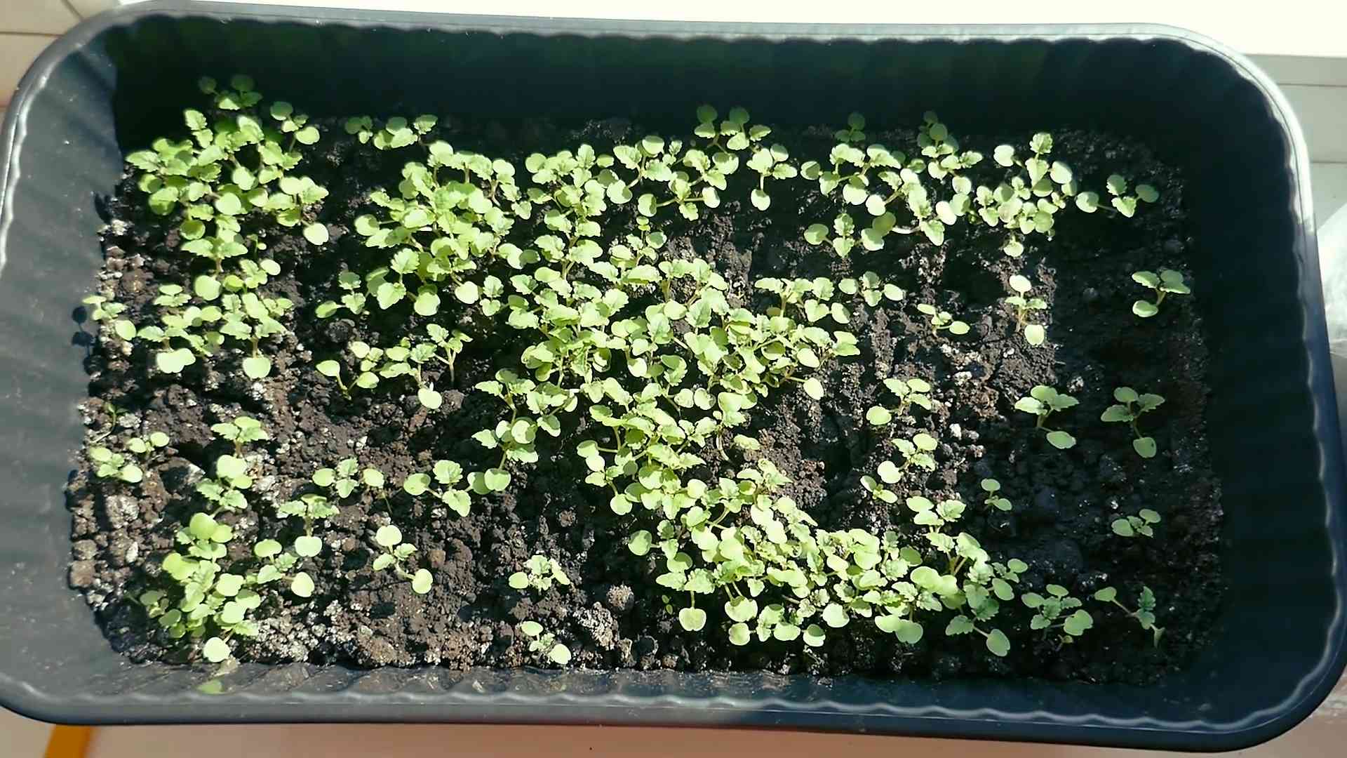 Zitronenmelisse Anbau im Kräutergarten