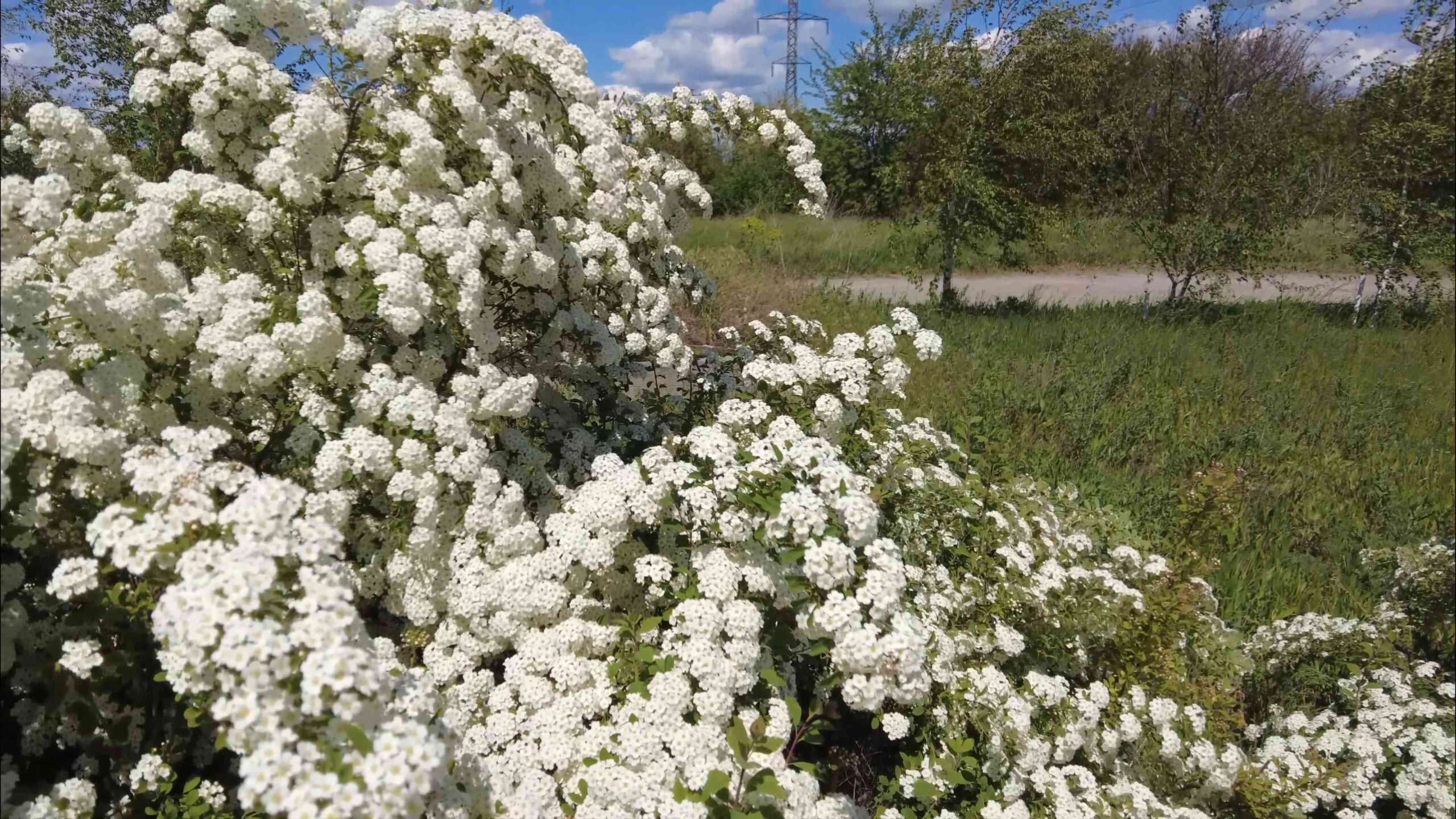 Mangold Anbau im eigenen Garten